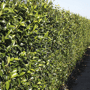QuickHedge Sterjasmijnhaag volledige haag
